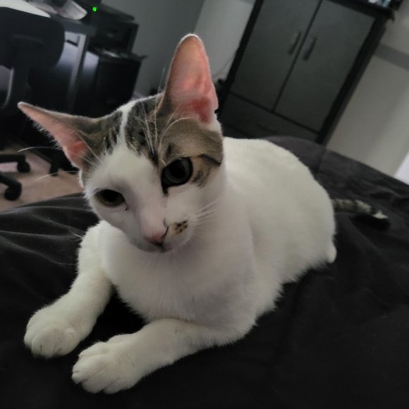 Meet your Posher, Teresa - Picture 1 of 1